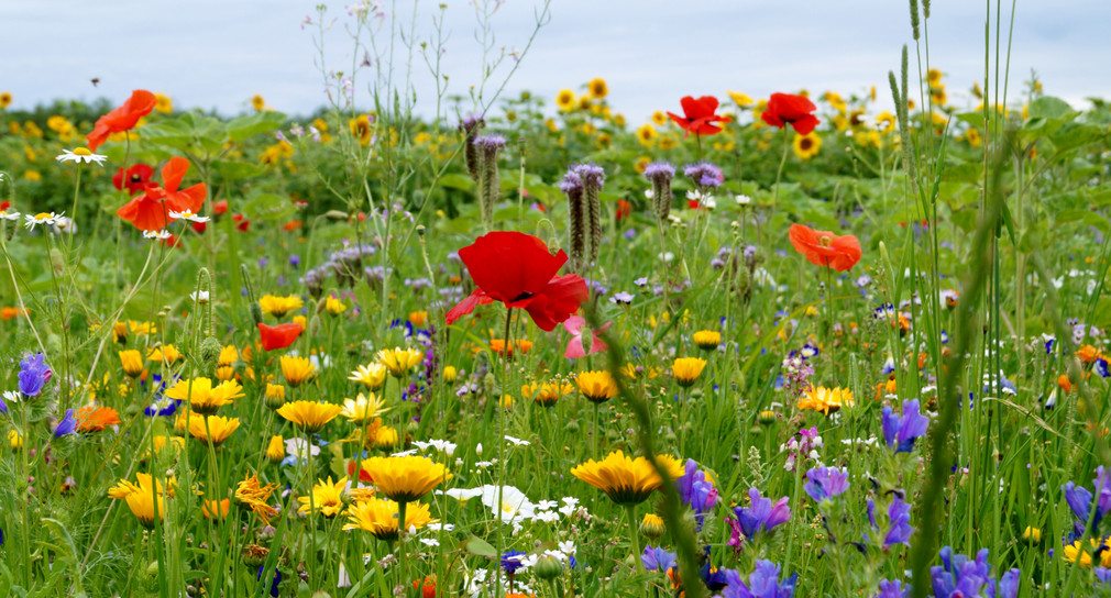 Rasenflächen in Blühflächen umwandeln – gemeinsam Lebensraum für Insekten schaffen & erhalten